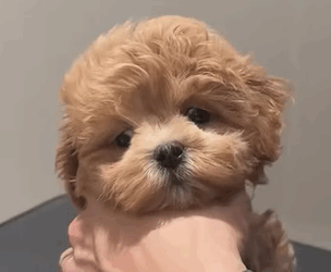 T0608019 Can the poor little dog see his mother again puppy dog dogsoftikto part2