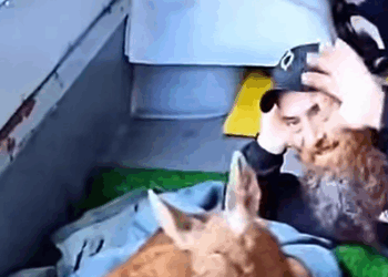 T0908007 Rescue a baby moose abandoned by its mother rescue part2