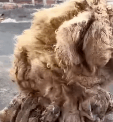 T0209005 Rescued not just from the streets, but into a family that will never give up part2