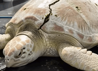 T0608046 Let help these sea turtles in need of rescue seaturtle sea rescue part2