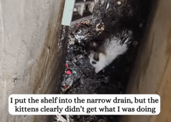 T0908028 Rescue kittens from stinky drain fyp rescue animals cat catsoft part2