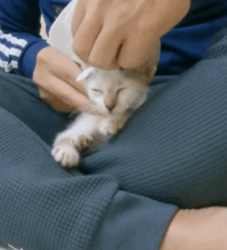 T1808039 Rescue kitten rescuecat rescue animal animlasoftiktok cat part2