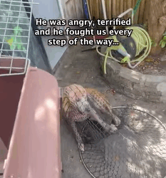 T0209035 From street survivor to beloved old man streetdogs dogrescue part2