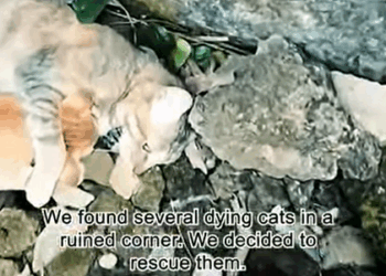 T0608023 family tiktok animal animalsoftiktok rescue animalrescue fyp part2
