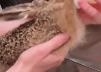 T0908014 Rescue rabbit from weasel rescue rescueanimals animals rescue part2