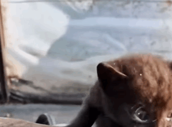 T1808026 Rescue kitten rescue rescueanimals animals animalsoftiktok part2