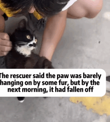 T0209031 Rescue cat rescue animals adoptdontshop petlover cat part2