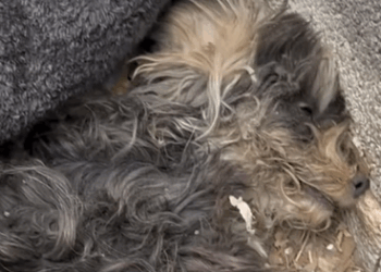 T0608004 dogsoftiktok straydog rescuedog doglove foryou dog tiktok part2