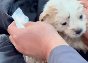 T0908027 Saved a puppy from icy waters Ended up giving him a place to cal part2