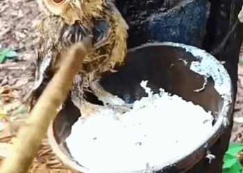 T1808034 Rescue baby owl rescue rescueanimals animals animalsoftiktok part2