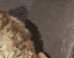 T0608005 dog foryou tiktok dogsoftiktok straydog doglove rescuedog part2