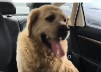 T0908032 Heatstroke rescue Escape artist Happy ending Eve part2