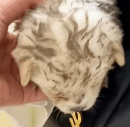 T1808042 Poor puppy adopted by girl rescue rescueanimals animals animalsof part2