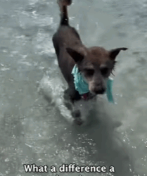 T0209034 You re safe now Sonny streetdogs dogrescue dogsoftiktok dogs part2