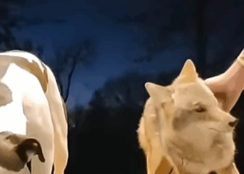 T0608032 Man rescued trapped coyote and adopted it animal rescueanimals part2