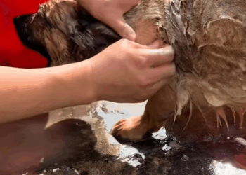 T0908024 Rescuing this poor dog fyp rescue animals dog part2