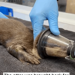 T1808033 Rescue an otter caught in the net animal rescue rescueanimals part2