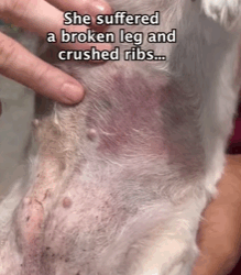 T0209033 She was hit by a car and left in unimaginable pain part2