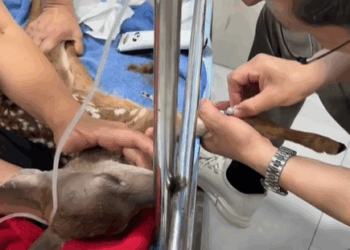 T0608035 Firefighters rescued a baby from wildfire and adopted it animals part2