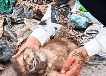 T0908011 Man rescued a puppy rescue rescuedog dog dogsoftiktok animals part2