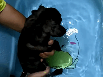 T1808029 Rescue puppy rescue rescueanimals animals animalsoftiktok part2