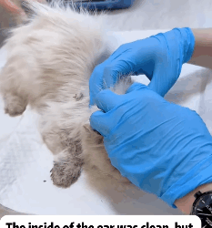 T0209023 Rescue cat rescue animals adoptdontshop petlover cat cutecat part2