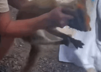 T0608040 saw fox with jar stuck on its head and then part2