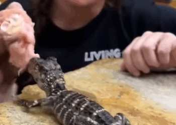 T0908012 Kind girl was delighted when she picked up the crocodile egg and then part2