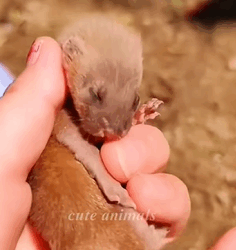 T1808044 girl rescues little weasel by the roadside and then part2
