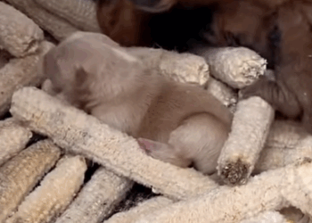 T0608003 dog foryou tiktok dogsoftiktok straydog doglove rescuedog part2