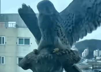 T0908003 Rescue bird from cat rescue rescueanimals animals animalsoftikt part2