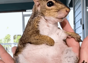 T1508049 My dog found little thing in the yard and then rescue animal fyp part2