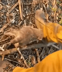 T1808036 Surprisingly The fox cub followed the man home animal rescue rescu part2