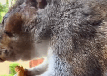 T0608043 I rescued and adopted a squirrel that had a broken branch in its eye part2