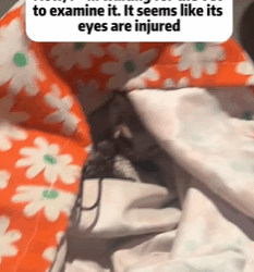 T0209022 Rescue a cat rescue animals adoptdontshop petlover cat cutecat part2