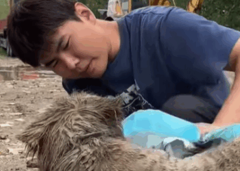 T1508048 found little dog covered in mud and then rescue animal fyp part2