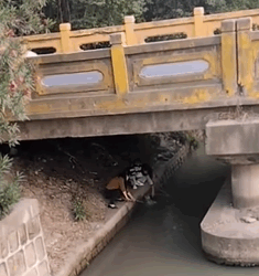 T1808025 Rescue puppy rescue rescueanimals animals animalsoftiktok part2