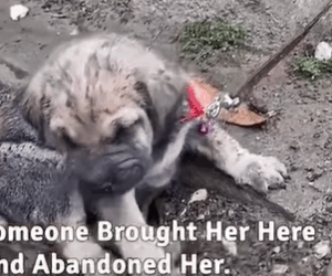 T0608050 Puppy Abandoned foryou animal dog puppy abandoned rescue neipe part2