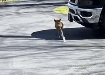 T0908001 I saved a sick fox rescue rescueanimals animals animalsoftiktok part2