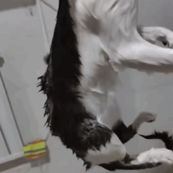 T0209046 Rescue poor stray cats move rescue fypシ fyp adoptme save cats part2