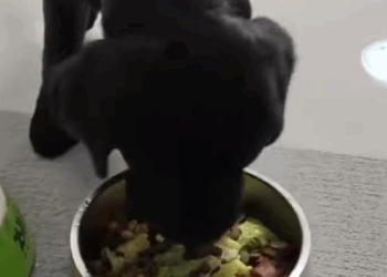 T0608024 Man rescued drowning puppy and took it home to care animals animal part2