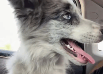 T1508064 Rescue stray dogs rescue cute love helpanimals straydog dog part2