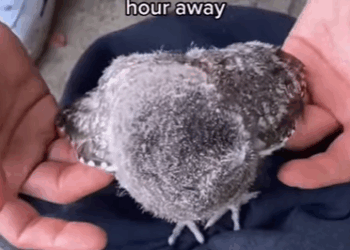 T1808035 Rescue a baby owl animal rescue rescueanimals animalsoftiktok part2