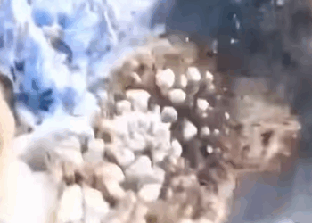 T0908008 We helped deer with its face covered in snow and then rescue res part2