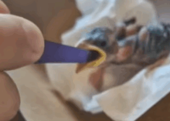 T2108046 rescued little bird that was entangled by ants rescue animals part2