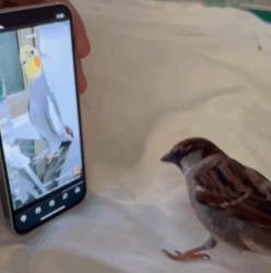 T1508052 saw little bird tail in the snow and then rescue animal fyp part2