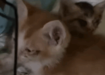 T2108047 found two little kittens on the road and then fyp rescue animals part2