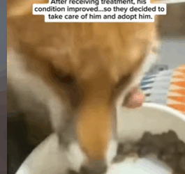 T1508031 Farmer and his wife saved Fox from a disease and decided to treat him part2