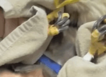 T0209084 My friend and saved bald eagle from flood and then rescue part2