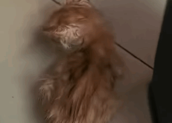 T2108045 saw group of little kittens under truck on rainy day and then part2